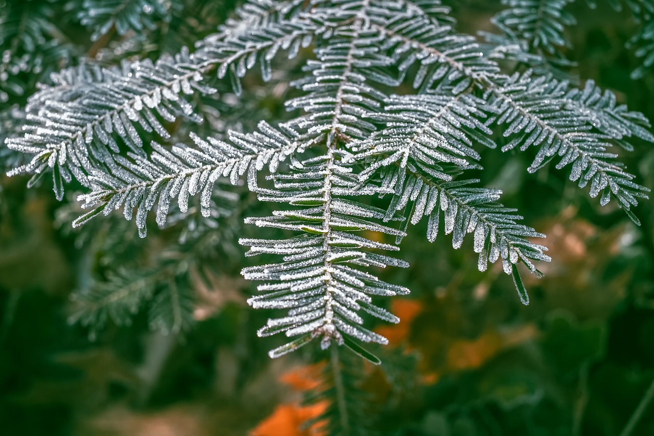 fir-tree-3898104_1280_1