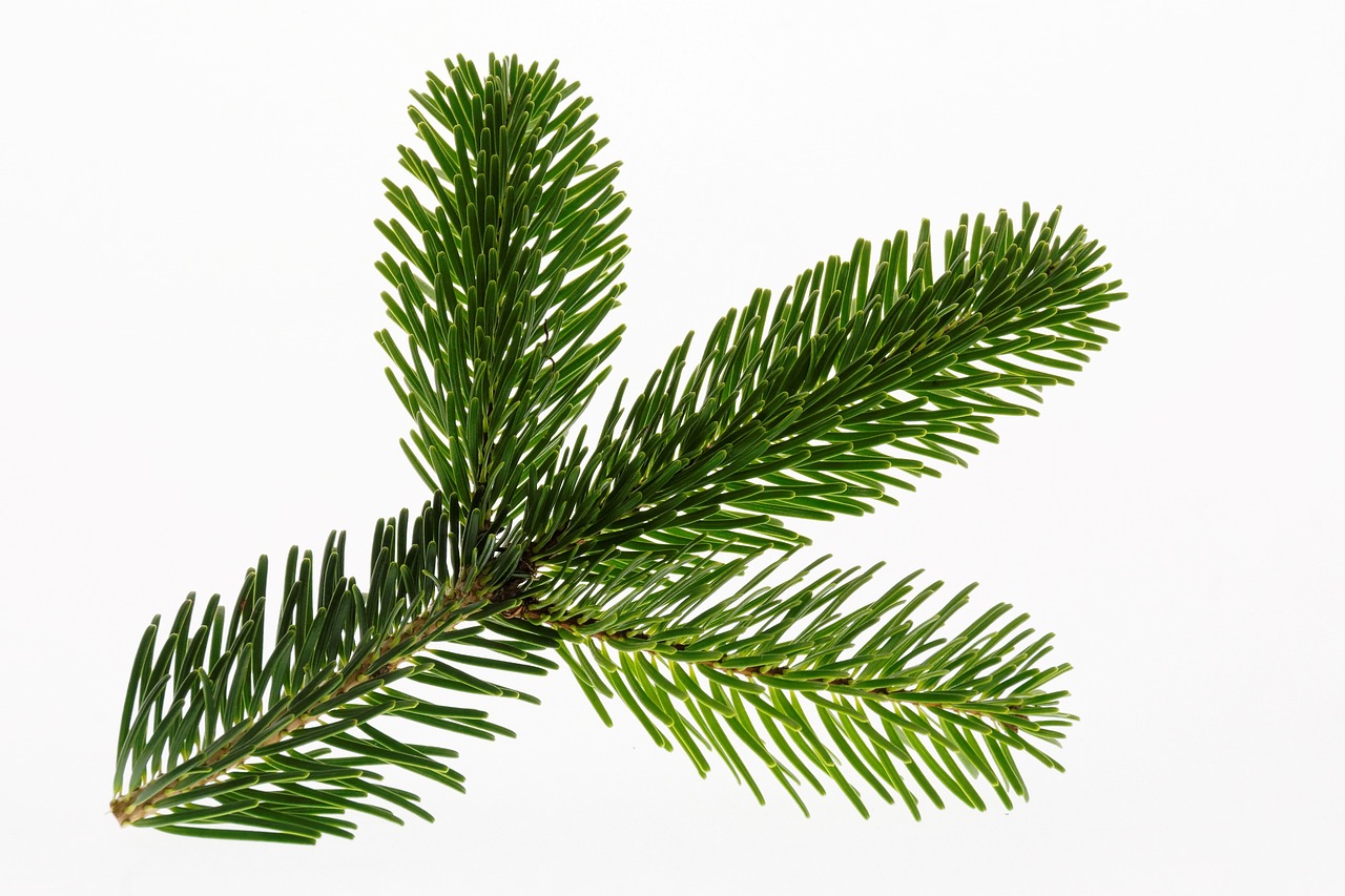 nordmann-fir-1020213_1280_1