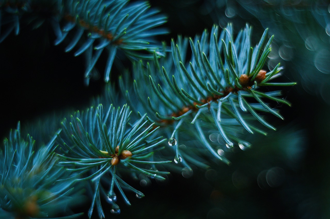 pine-1722699_1280_1
