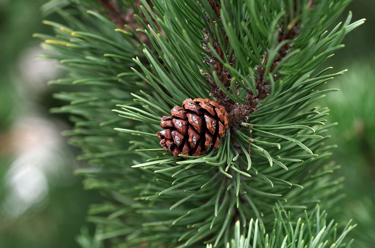 pine-2988599_1280_1