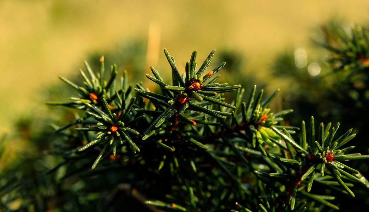 pine-7909897_1280