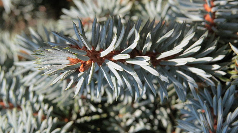 spruce-1669985_960_720_1