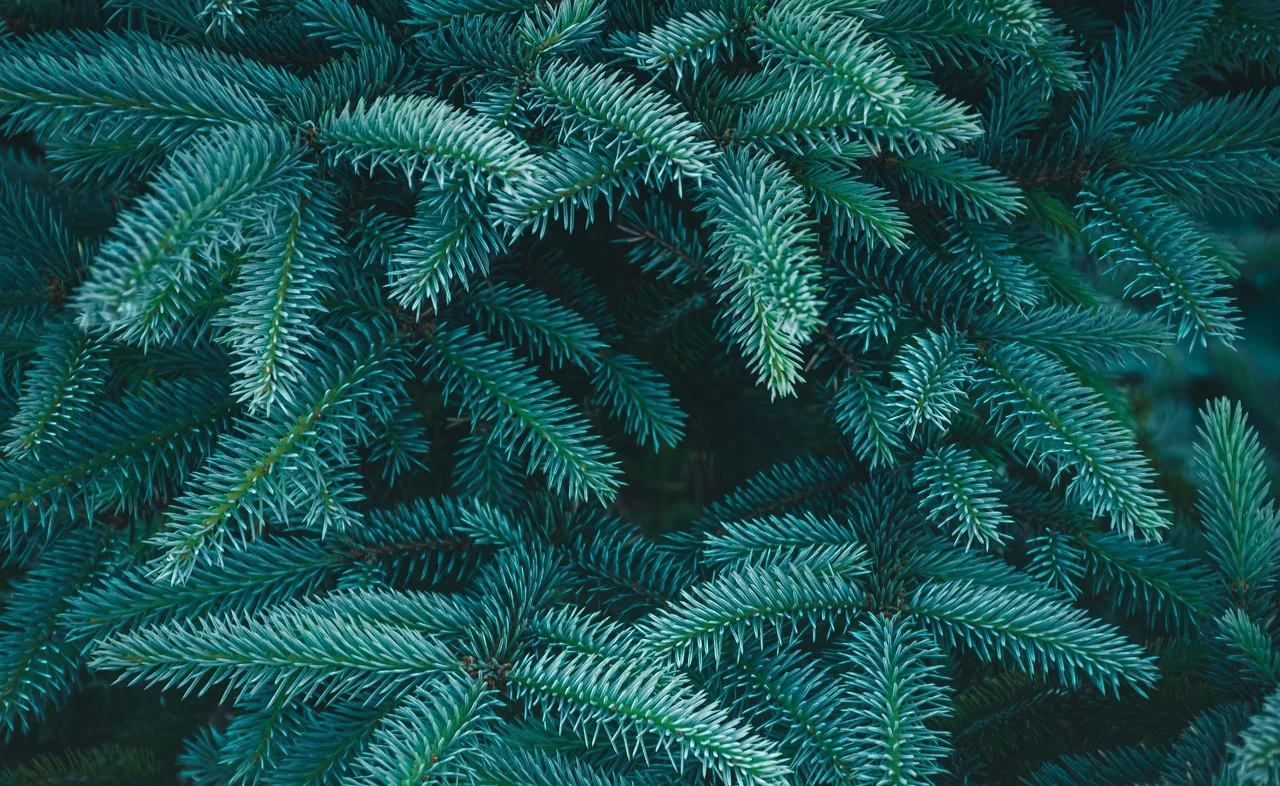 spruce-8072652_1280