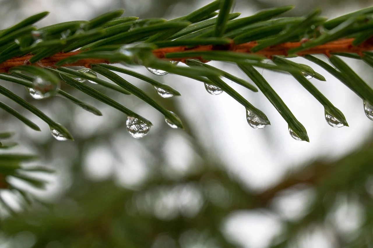 spruce-needles-7890106_1280