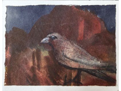 krivka obecna 11x8