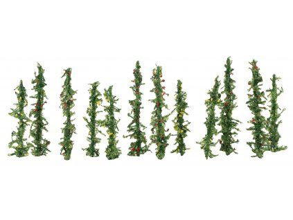 Popínavá fazuľa 12ks HO