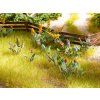 Ferns and meadow flowers for diorama 17 pcs Laser-Cut 1/72, HO