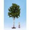 Deciduous tree - Birch 350 mm high G