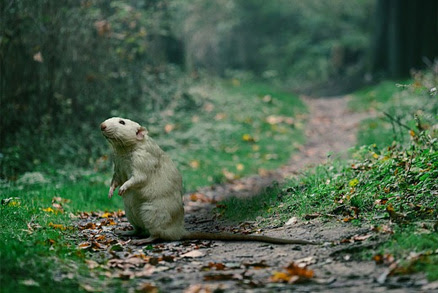 Jaký je rozdíl mezi krysou a potkanem aneb maličkosti, na kterých záleží při jejich zbavování.