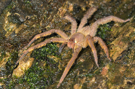 Nejjedovatější pavouk na světě