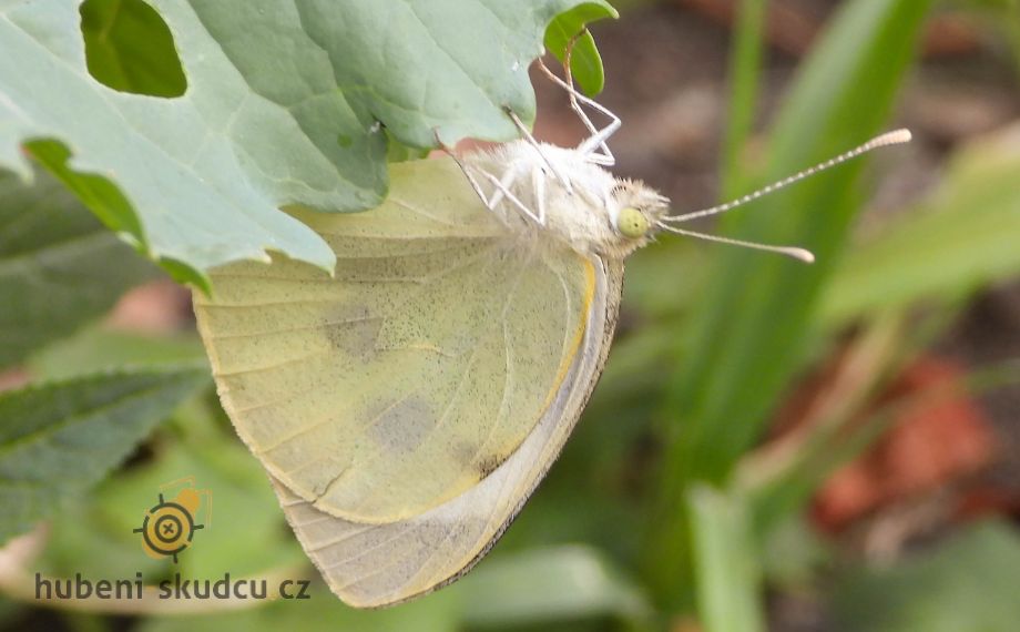 Bělásek zelný: Jak se ho zbavit a čím škodí?