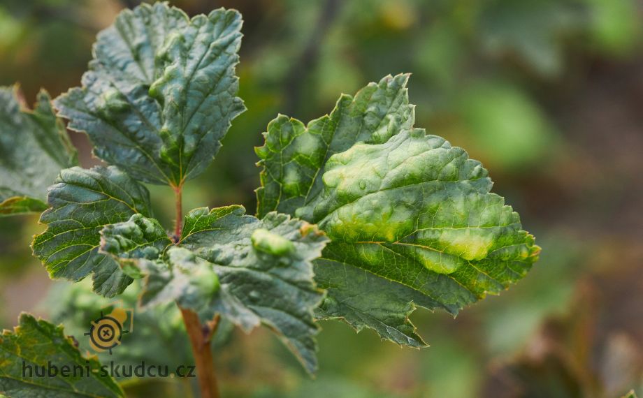 Bejlomorka: Jak rozpoznat napadení a zachránit rostliny?