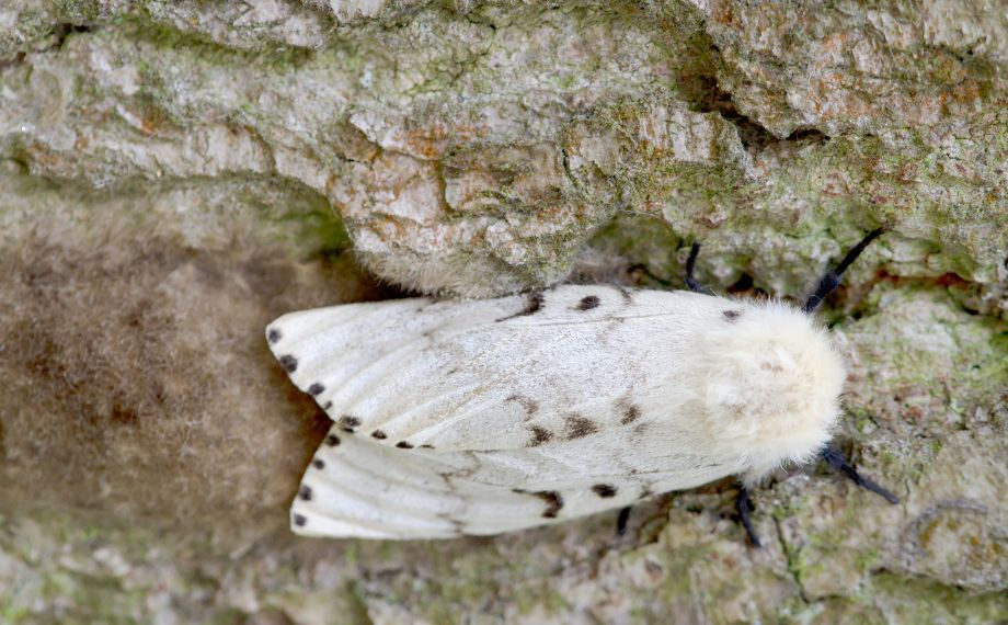 Bekyně mniška - jak šdodí, a čím se živí