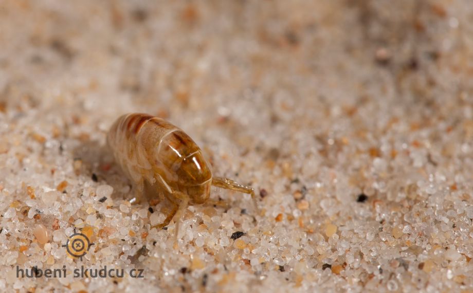 Blecha písečná: Malý parazit s velkými dopady