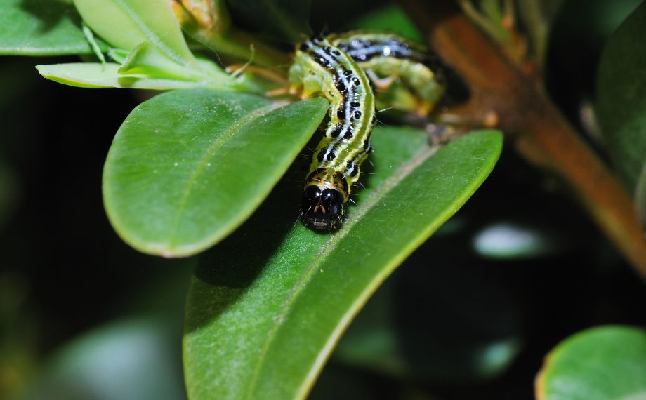 Lepinox plus - ochraňte své buxusy před žravými hosenkami