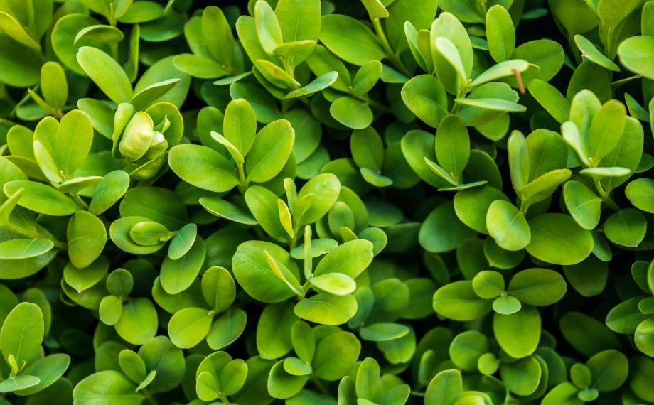 Buxus