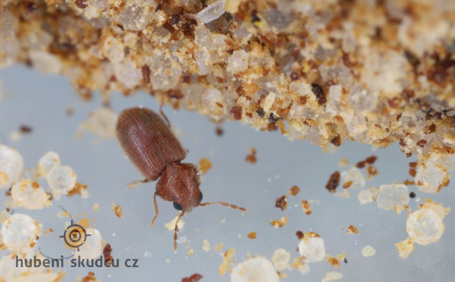 Jak se zbavit červotoče spižního