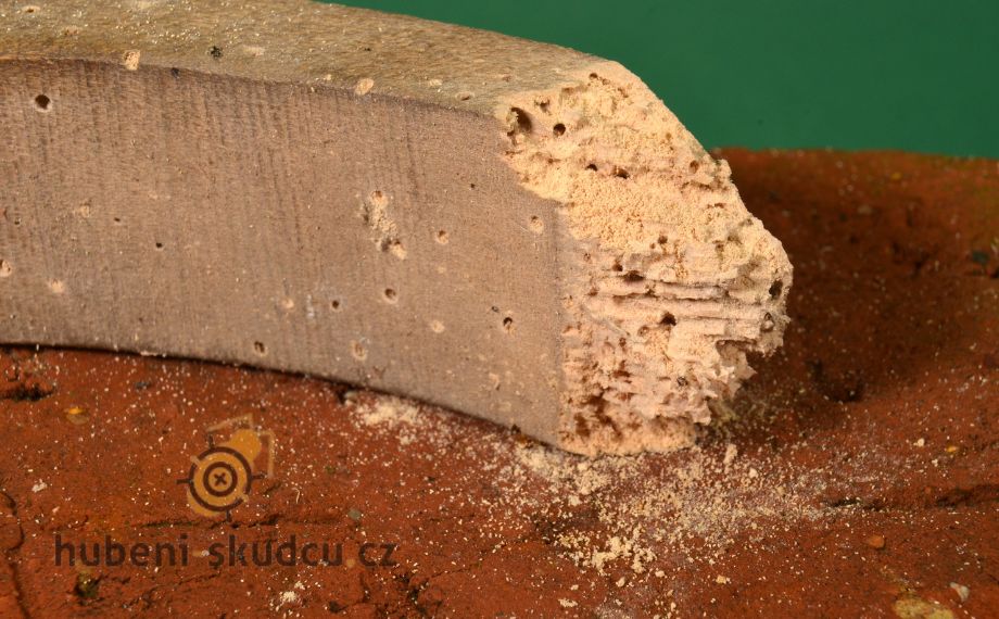 Červotoč v nábytku - kompletní průvodce likvidací