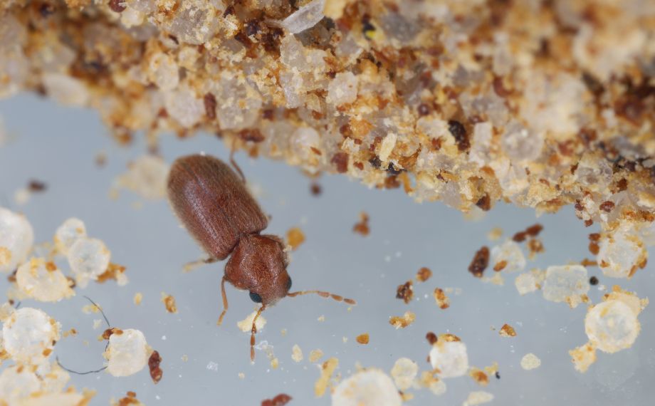 Brouci a další hmyz v mouce - jak se jich zbavit?