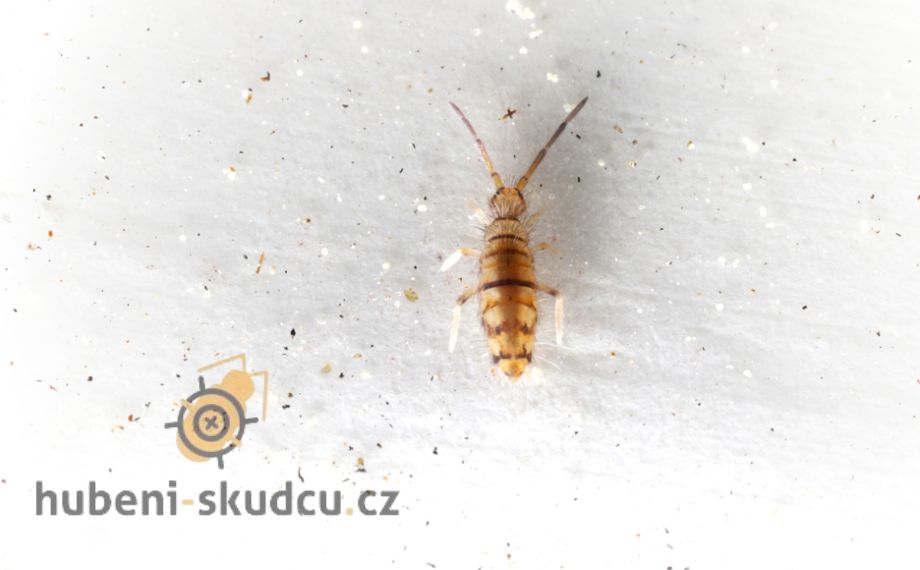 Chvostoskok: Drobný škůdce v zahradách i domácnostech