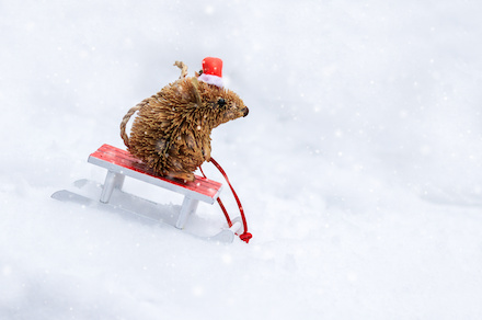 Co dělají myši v zimě