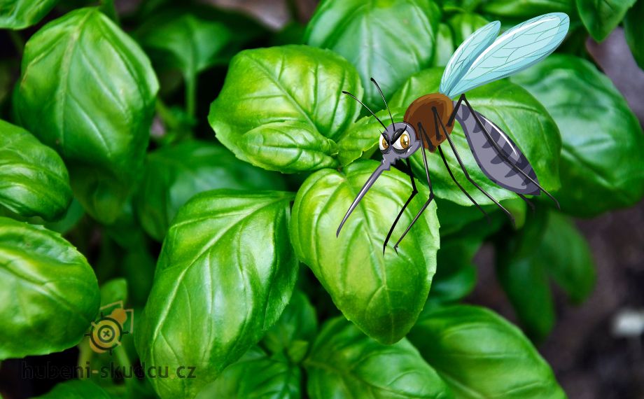 9 rostlin, které odpuzují komáry + 1 tip na domácí postřik na komáry