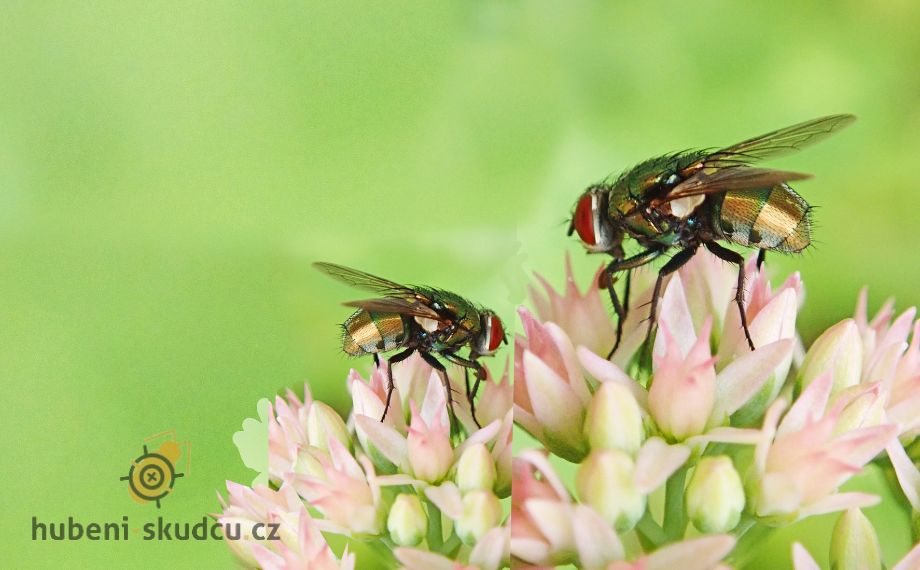 Co odpuzuje mouchy?