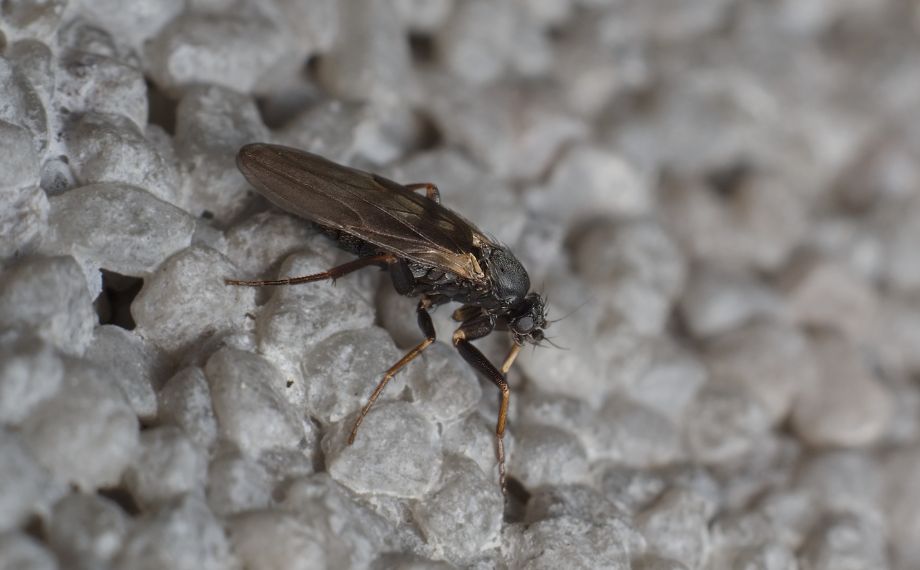 Muchnička jako nepříjemný parazit: co dělat při poštípání?