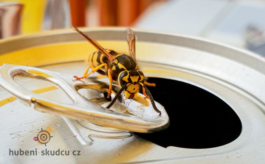 Co přitahuje vosy:  Hlavní důvody, proč vosy navštěvují vaši zahradu