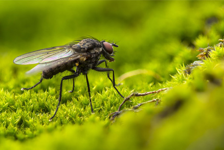 Mouchy vás nyní nebudou zdržovat uvnitř, ani venku.
