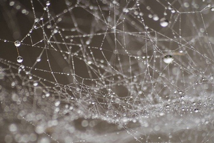 Chcete otravné pavouky nadobro vyhnat z domácnosti?