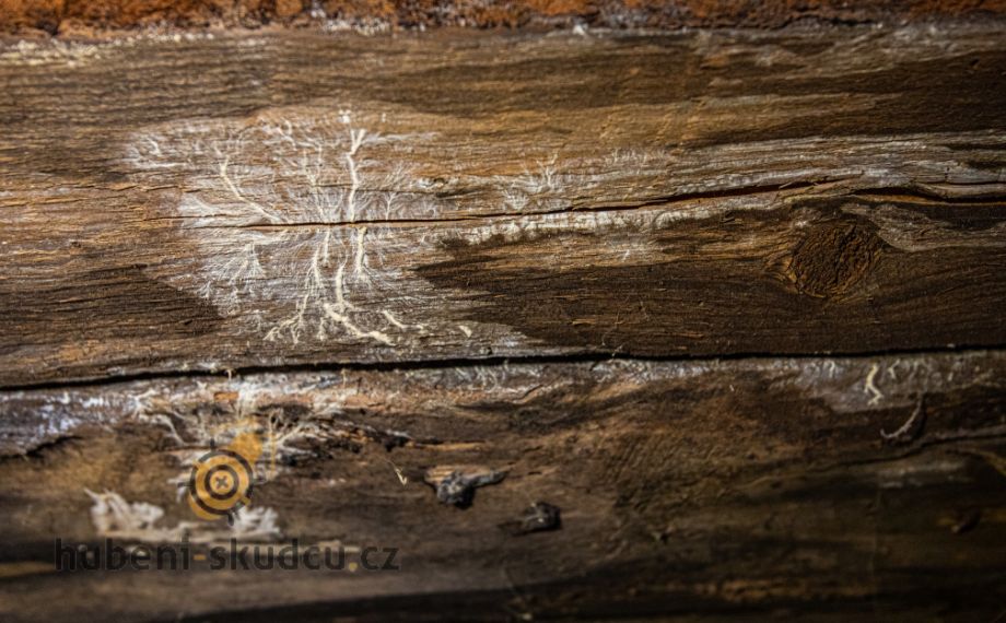 Dřevomorka a plísně dřeva - nenápadní, ale nebezpeční nepřátelé dřevěných konstrukcí