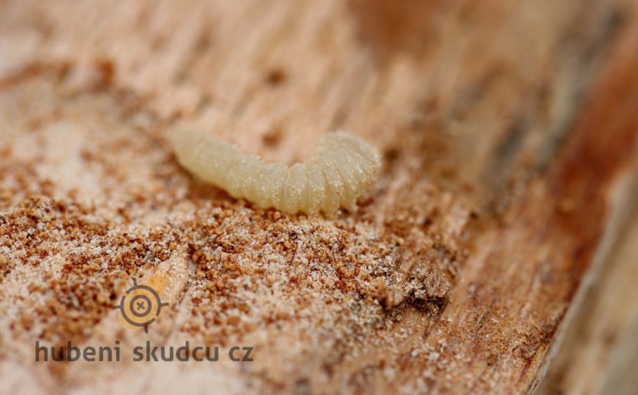 Dřevokazný hmyz: Kompletní průvodce rozpoznáním, prevencí a likvidací