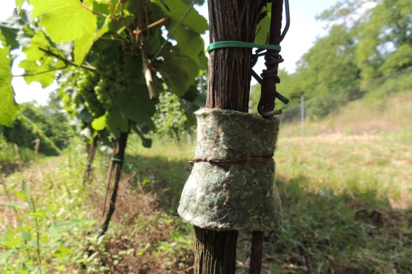 Škůdci v sadu a na vinici? Nasaďte proti nim dravé roztoče!