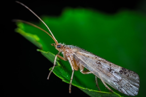 Jak se zbavit molů – co na ně působí?