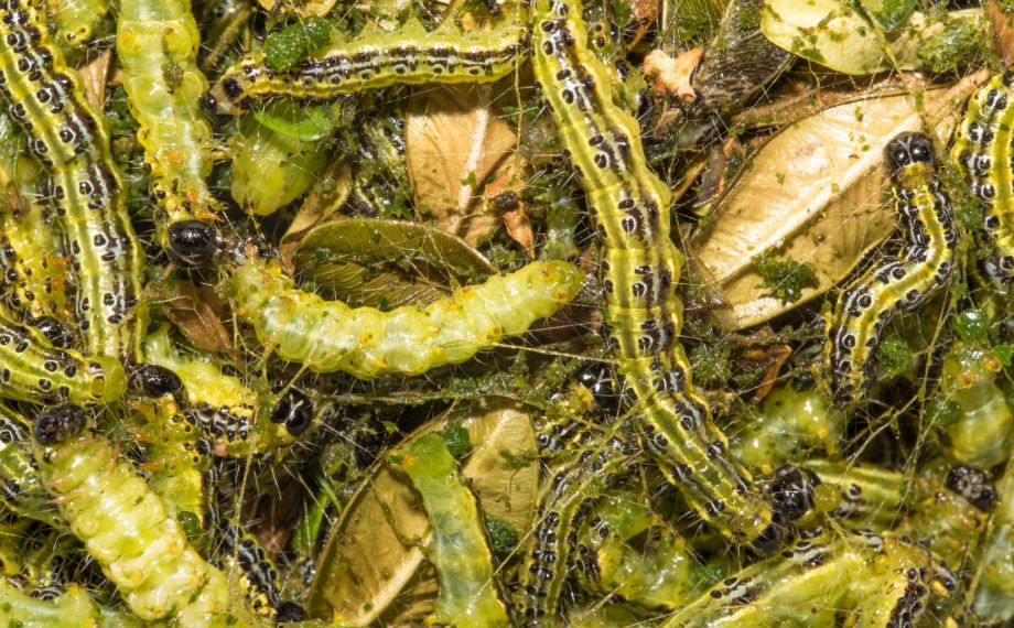 Zavíječ zimostrázový - jak zničit škůdce buxusu?