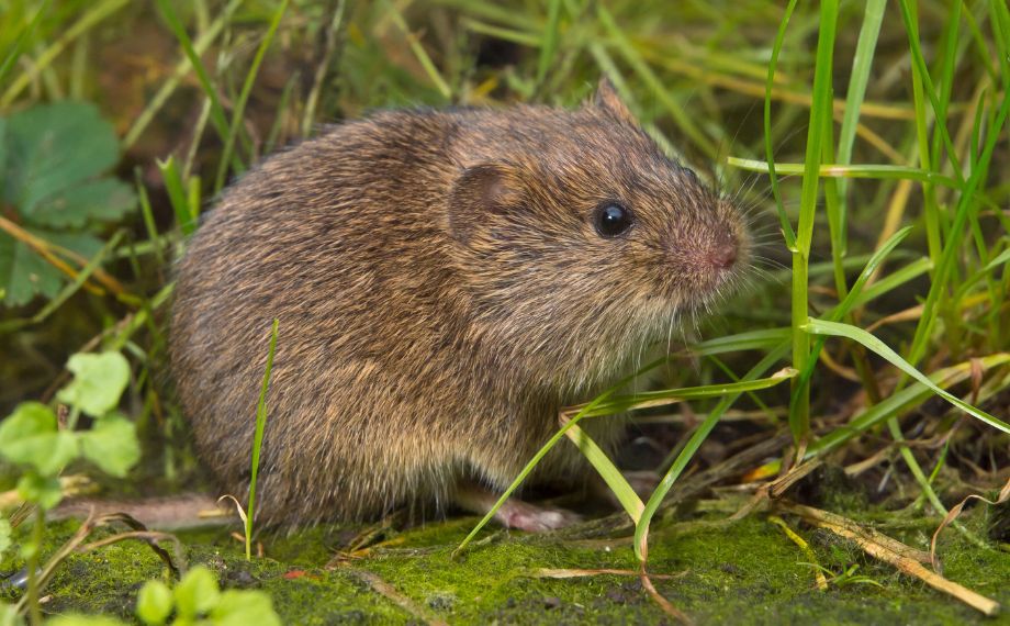 Rozdíl mezi hrabošem a hryzcem