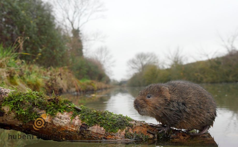 Co nesnáší hryzec vodní