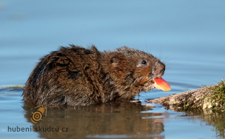 Hryzec vodní: jak škodí v zahradách?