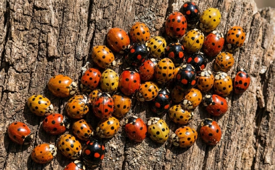 Invazivní asijské berušky v domácnosti i zahradě – co na ně platí?