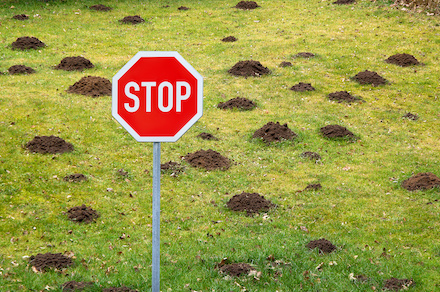 Jak se zbavit krtků v zahradě