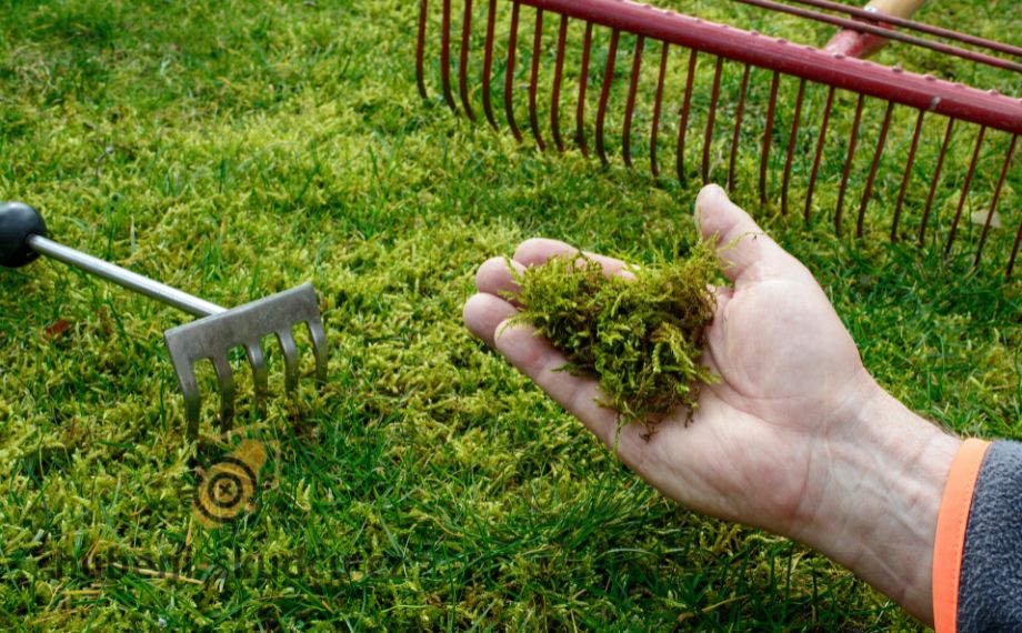 Jak se zbavit mechu v trávníku