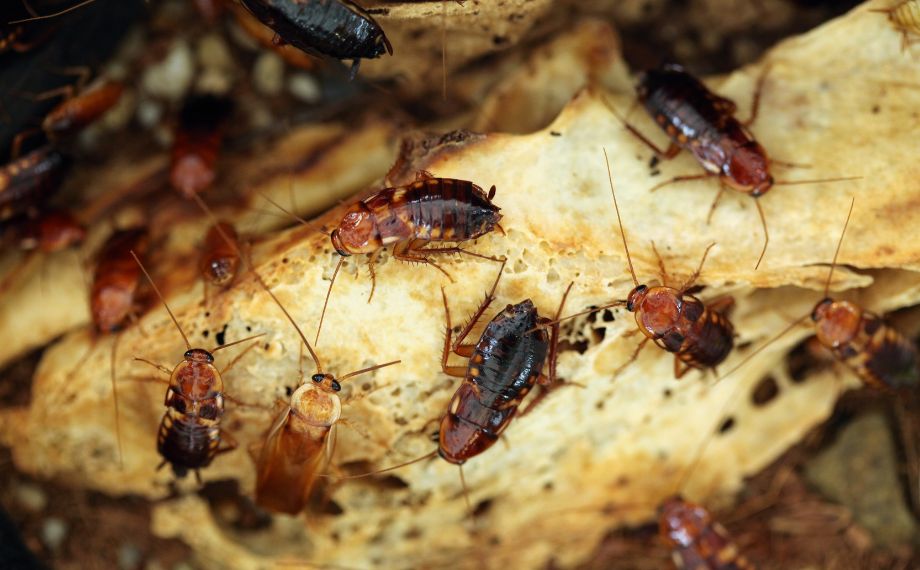 10 zajímavostí o švábech