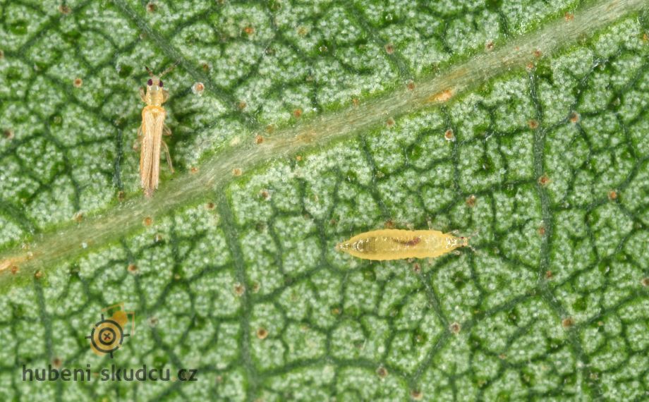 Jak se zbavit třásněnek