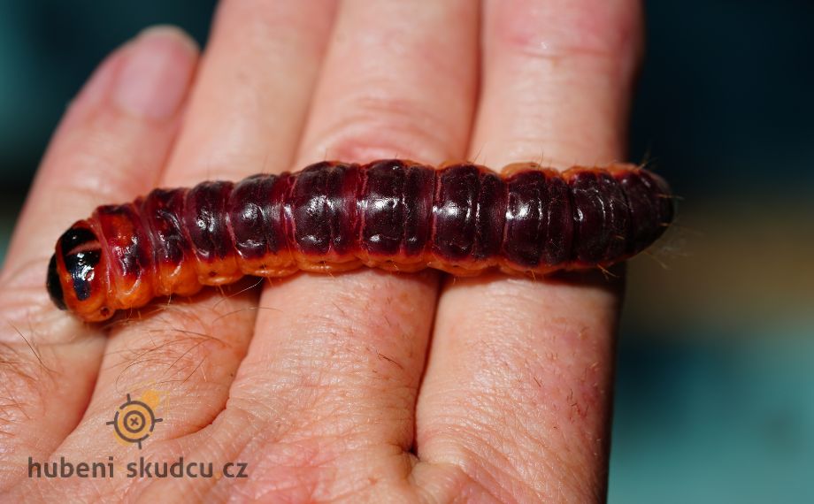 Drvopleň obecný - jak se zbavit drvopleně