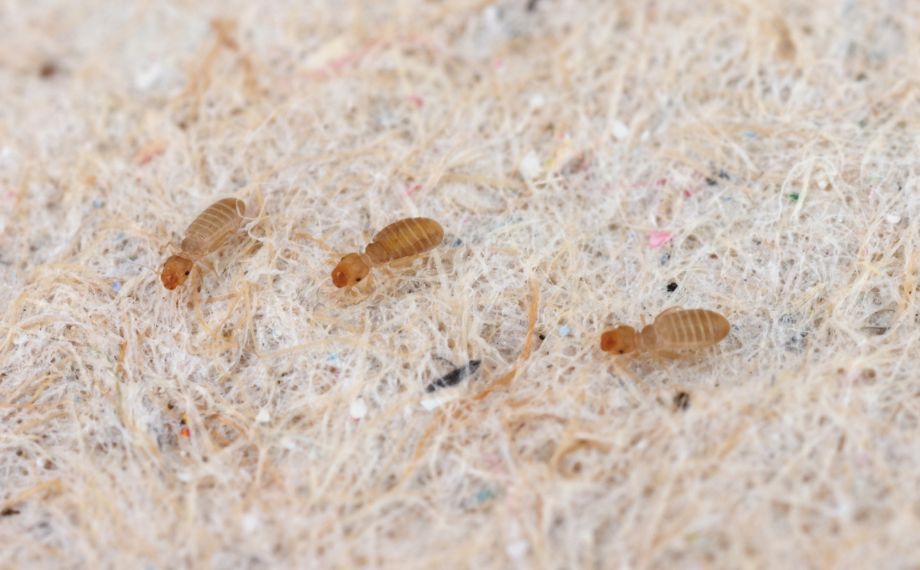 Pisivka: co to je a jak to zničit