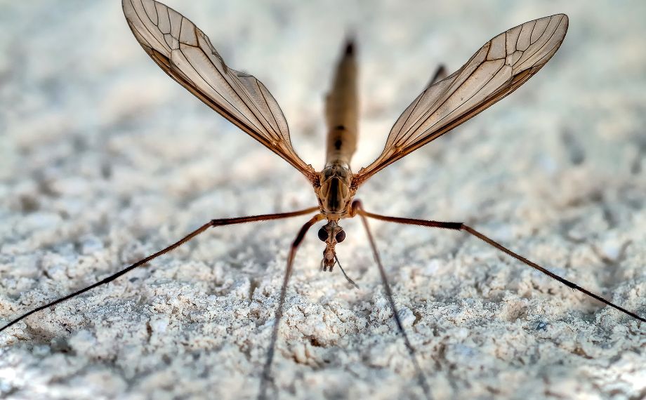 Co jsou to tiplice a jak se jich zbavit