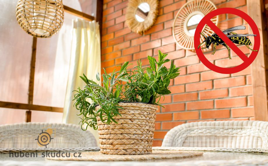 Jaké rostliny odpuzují vosy