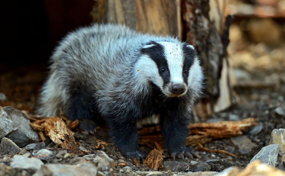 Jezevec: tajemství nočního návštěvníka zahrady
