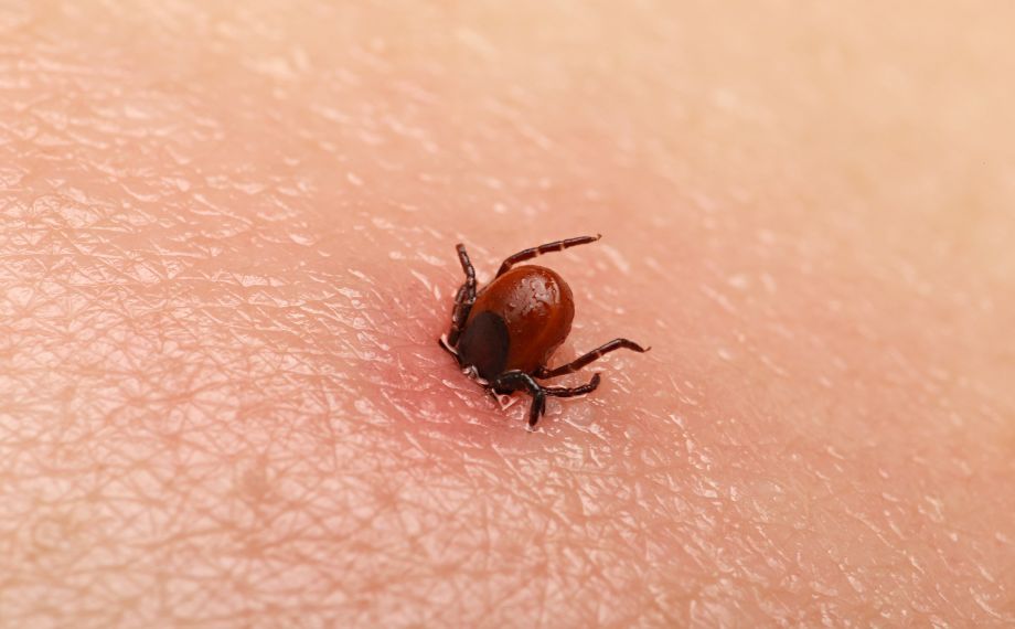Klíště obecné: vše co potřebujete vědět